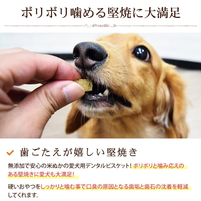 ���Ѥ���ġåǥ󥿥�ӥ����å�2�糧�å�(�Ƥ̤������ޡ��Ҥ���)