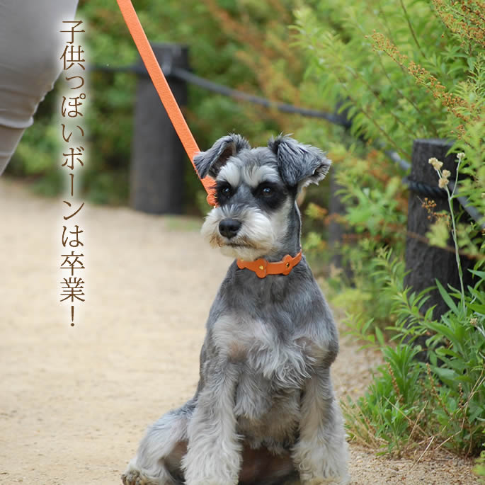 �������Ѽ��ء�ASHU���ѥ��ƥ�ܡ��󥫥顼 S������