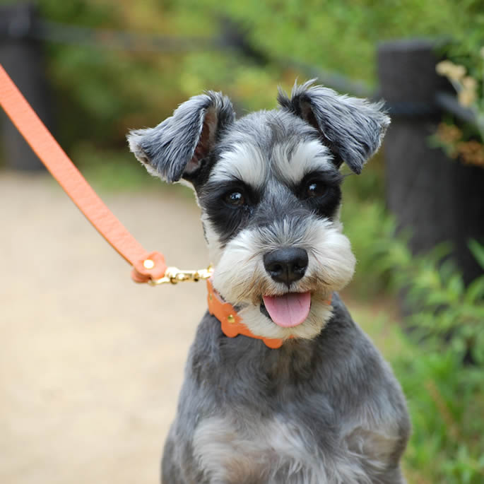 �������Ѽ��ء�ASHU���ѥ��ƥ�ܡ��󥫥顼 S������