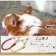 �淿���ѥϡ��ե��硼����ASHU�����եȥ쥶���ϡ��ե��硼�������������͡�MA