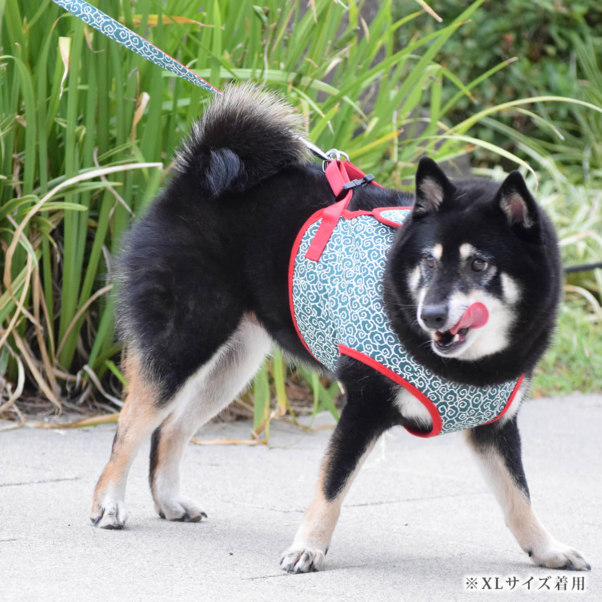 ASHUϡͥ 𥻥å XL(淿)