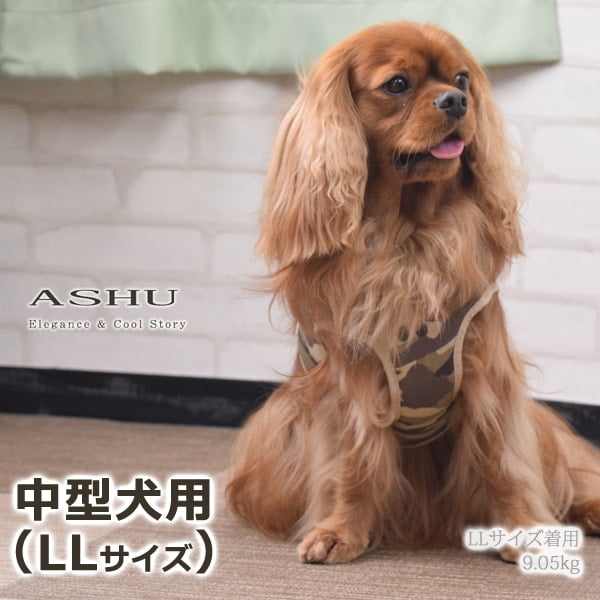 ѥϡͥ淿ASHUϡͥº̡LL