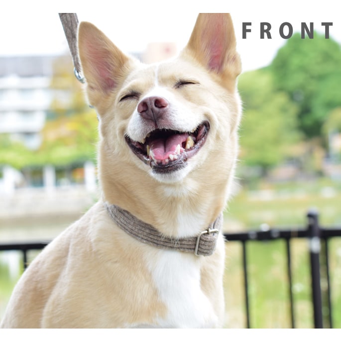 ASHU ���� �˥å� �ϡ��ե��硼�� M���������淿����