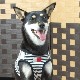 �淿���ѥϡ��ͥ���ASHU���������ϡ��ͥ� �ܡ����� LL�������ڥ꡼�ɤ�������