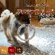 ���Ѥ�����㡡�ե�å������ �ڤ�äƤ���ͷ�ӡ�