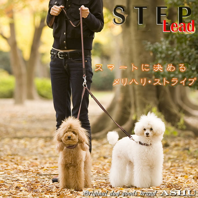 ¿Ƭ�������åȡ�ASHU��STEP�����ƥåס���Ƭ������D�����դ��꡼�ɤΥ��å�