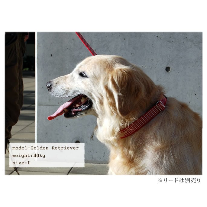 大型犬用　首輪・リードセットで★ASHBURY ★ゴールデンレトリバー 首輪・リードセットで☆ASHBURY ☆ゴールデンレトリバー