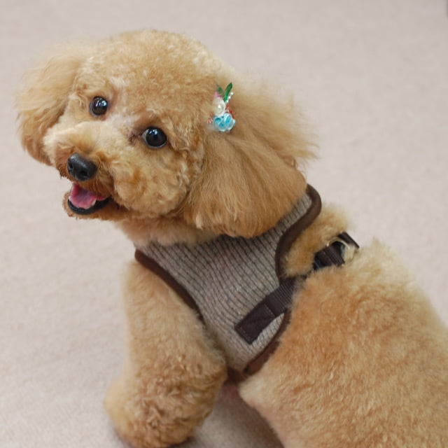 ���ѥϡ��ͥ�����������ASHU���˥åȥ������ϡ��ͥ���M�������ڥ꡼�ɤ�������