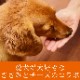 �����Ѥ���ġ��������ߤå���60g��������ǭ���ѡ������ߤä�