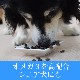 ڽ̵AATUʥȥ   ɥåա 1.5kg a0338