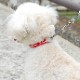 �������ѥϡ��ե��硼����ASHU�����饤�󡡥ϡ��ե��硼�����꡼��S������