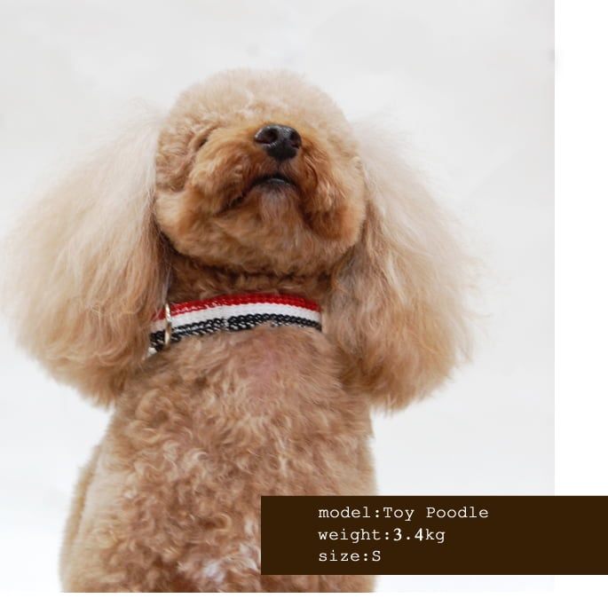 ѼءASHUȥꥳ롡顼S BR