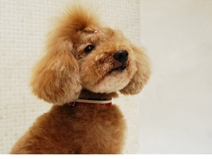 ѼءASHUȥꥳ롡顼S BR