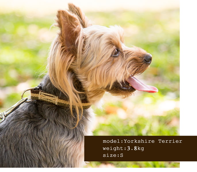 ѼءASHUȥꥳ롡顼S BR