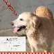 �緿���ѥ꡼�ɡ�ASHU��STEP�����ƥåס��꡼�ɡ��̥��������淿�����緿����