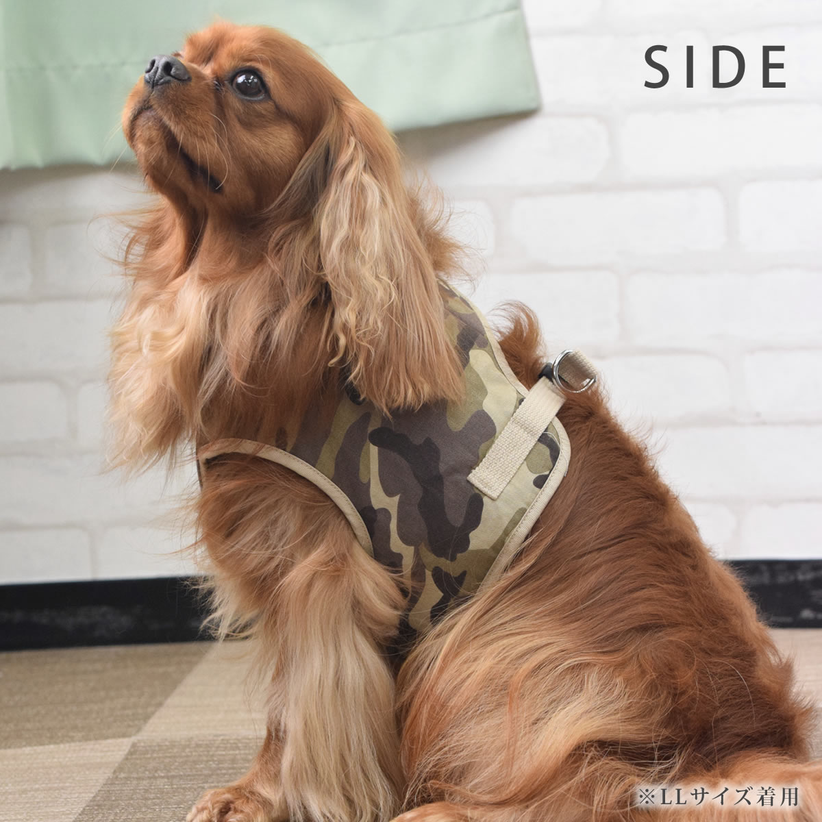 ѥϡͥ淿ASHUϡͥº̡XL