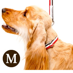 �淿���Ѽ��ء�ASHU���ȥꥳ�����롡�����顼����������M BR