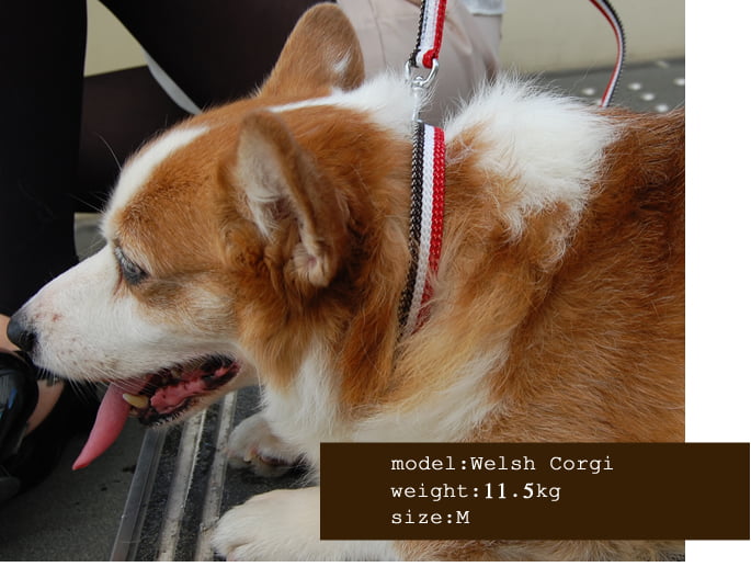 �淿���Ѽ��ء�ASHU���ȥꥳ�����롡�����顼����������M BR