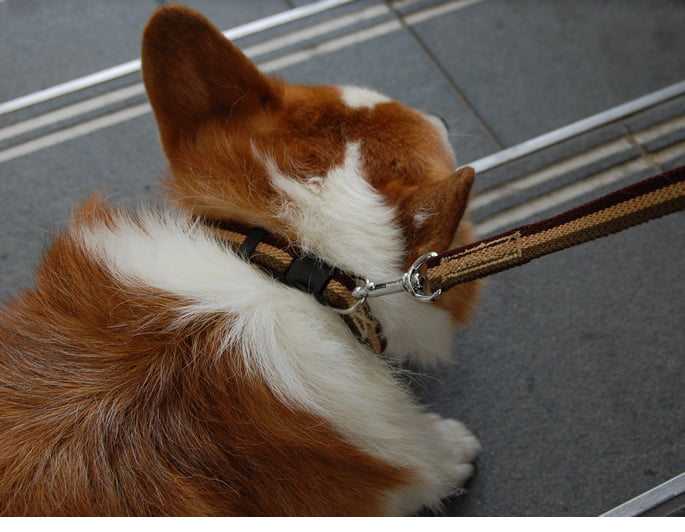 �淿���Ѽ��ء�ASHU���ȥꥳ�����롡�����顼����������M BR