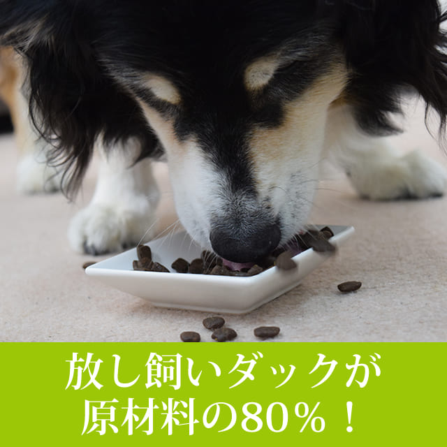 �ڽ������̵����AATU�ʥ����ȥ����� ���å�  �ɥå��ա��� 1.5kg ������������a0337�ۢ�2025ǯ10��ʹ߽缡��˥塼����