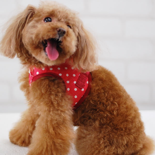 ASHU�������ϡ��ͥ� ��� SS������(Ķ��������)�ڥ꡼�ɤ�������