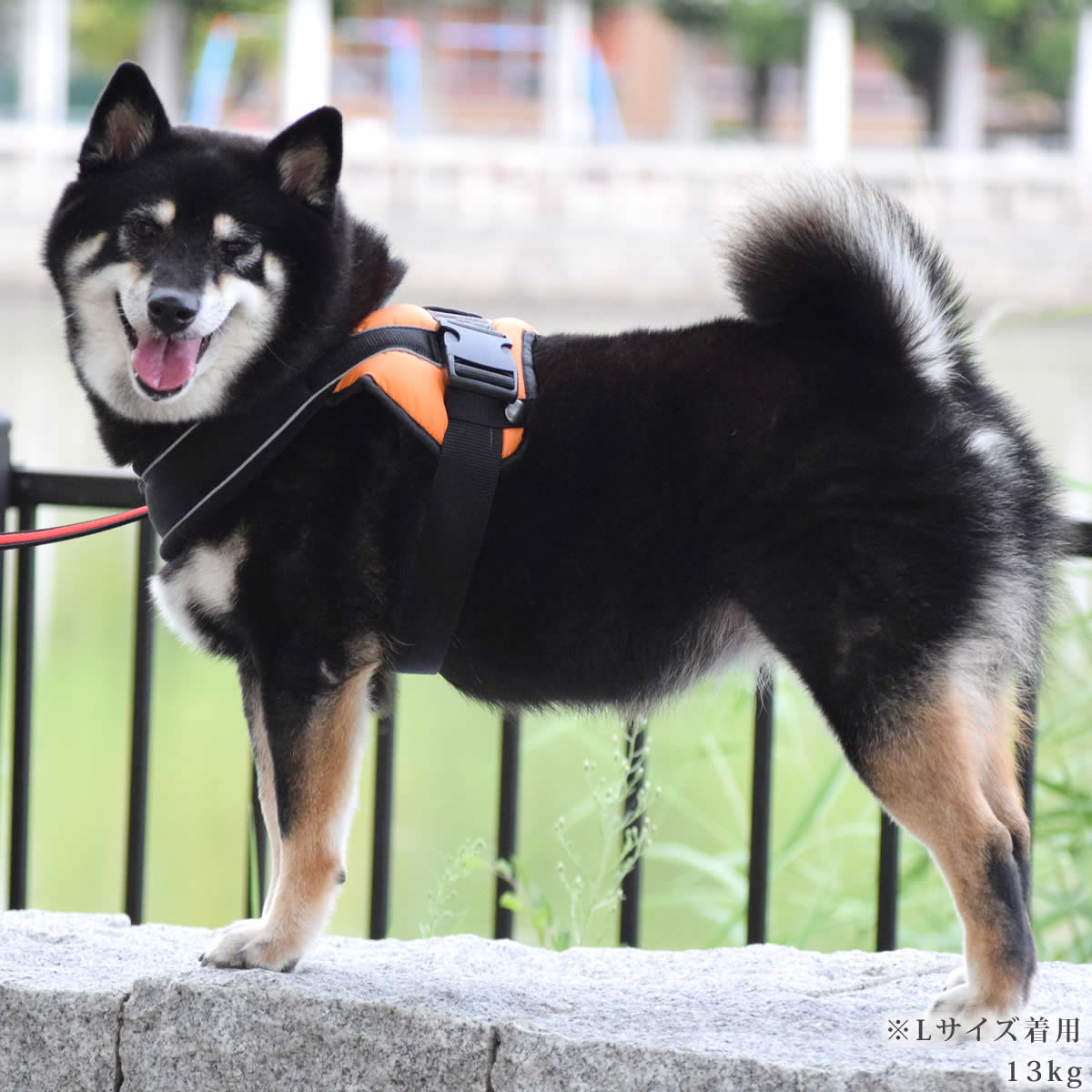 Lサイズ 犬用ハーネス ソフトクッション付き Amazon | Gooby ソフトメッシュ犬用ハーネス - シーブルー L