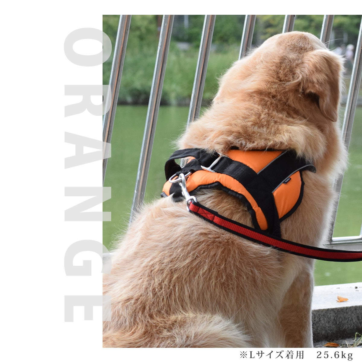 Lサイズ 犬用ハーネス ソフトクッション付き 楽天市場】犬用ハーネス 【4dox コンフォートプラスハーネス L