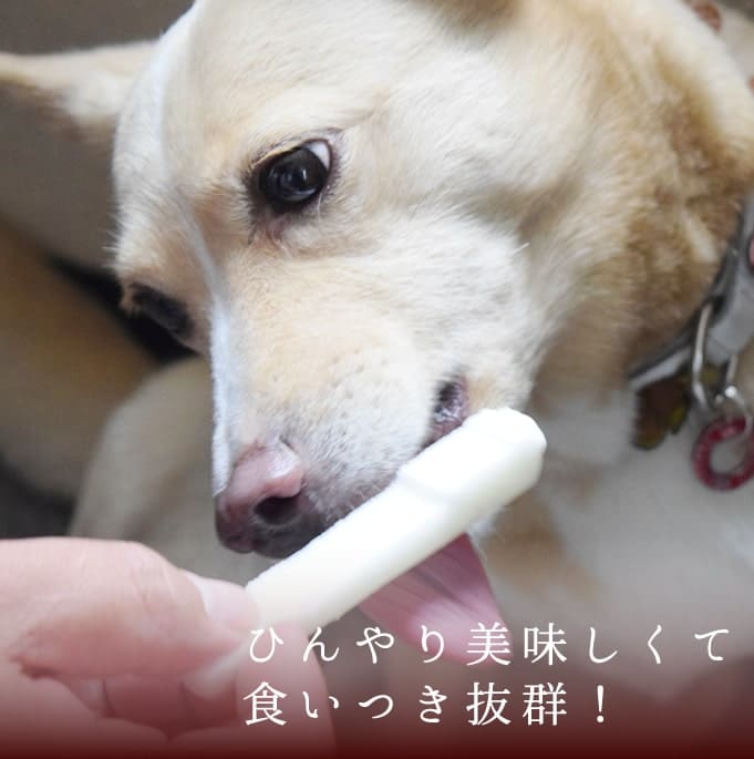 犬用 食堂の手作りレアチーズケーキ 砂糖不使用 冷凍 犬用ケーキ 犬 無添加 5個入り ハウンドカム食堂 スイーツ おやつ 国産 犬用 食堂の手作りレアチーズケーキ 砂糖不使用 冷凍 犬用ケーキ 犬 無添加 5個入り ハウンドカム食堂 スイーツ おやつ 国産