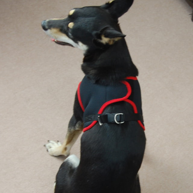 ѥϡͥ꡼ɥåȡASHUϡͥ å꡼ɥåȡLL淿