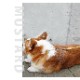 �淿���ѥ꡼�ɡ�ASHU�����եȥ쥶�����꡼�ɡ���������M
