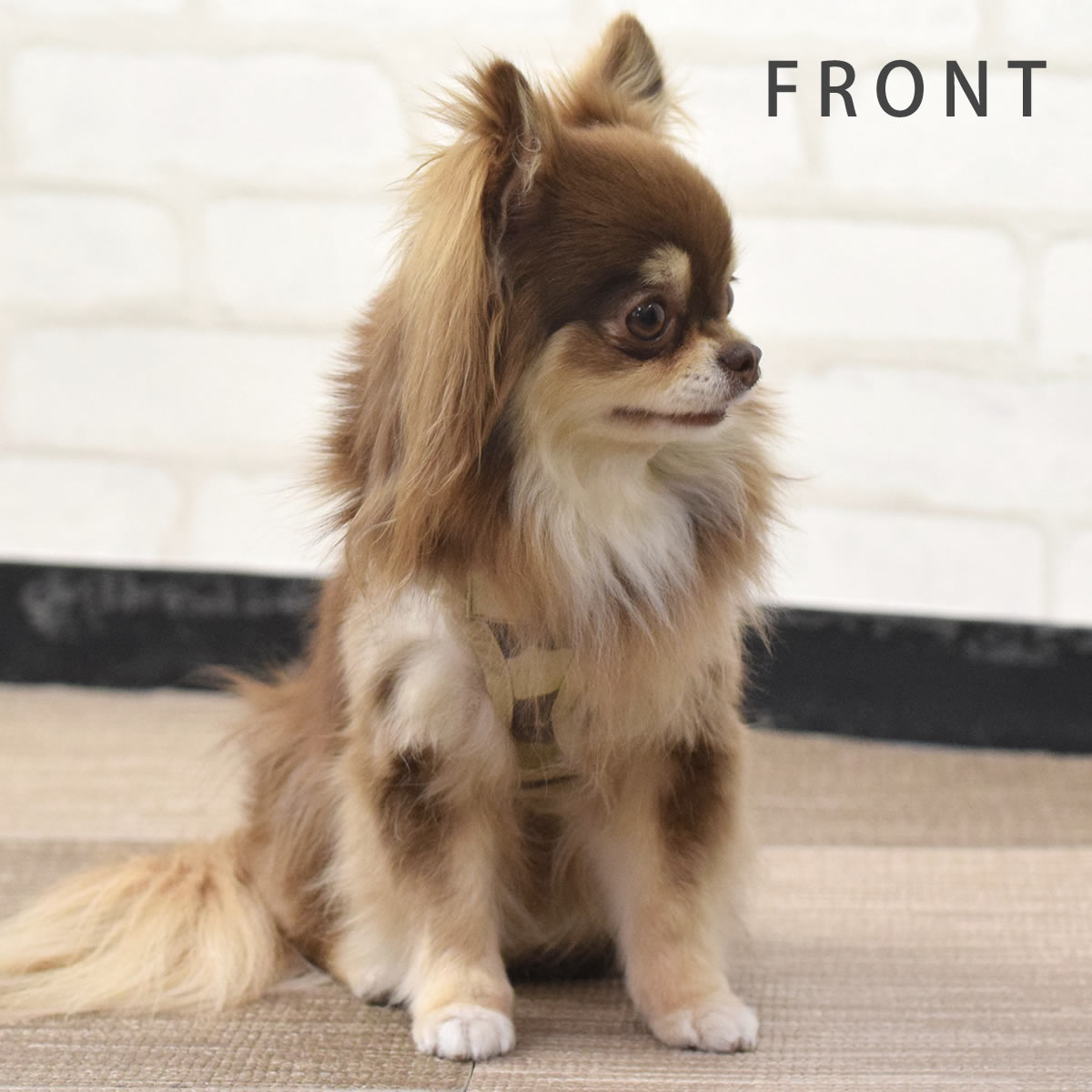 ѥϡͥASHUϡͥº̡SS