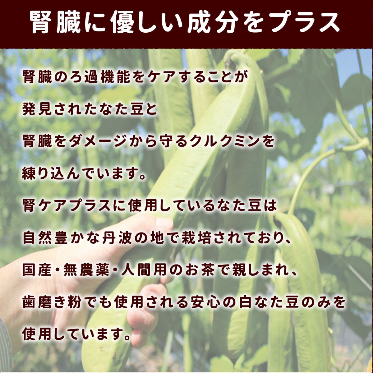 ���ѥ��å����å��ꥸ�ʥ륯�å������ե����ץ饹 �� 5�ޥ��å� ��