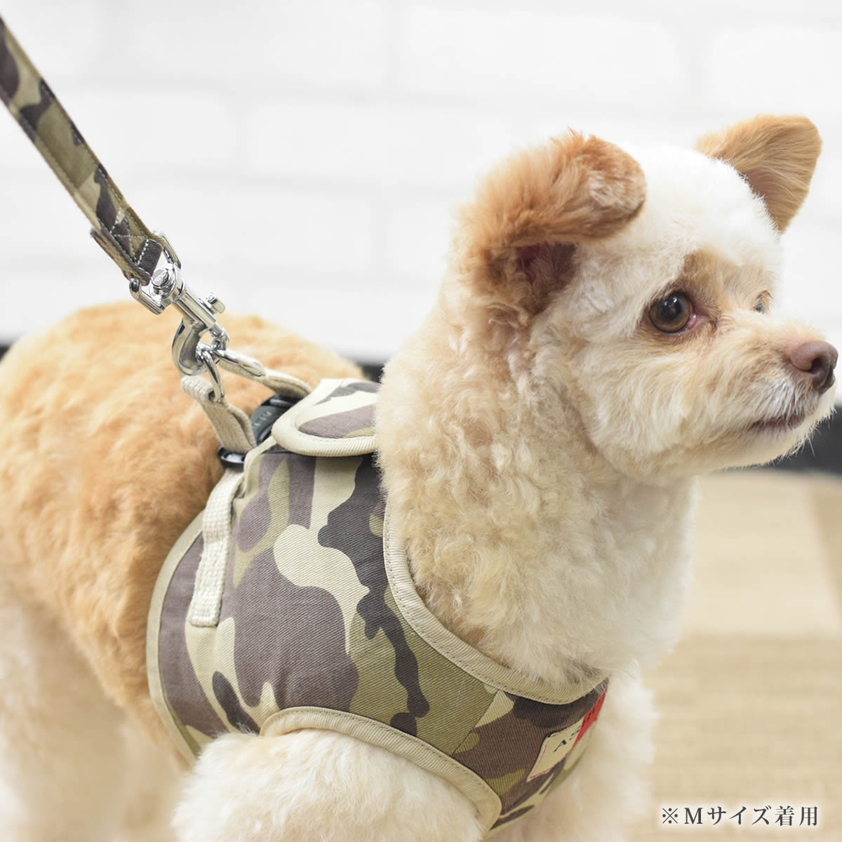 �������ѥ꡼�ɡ�ASHU���������ϡ��ͥ��º��ѥ꡼�ɡ�S������