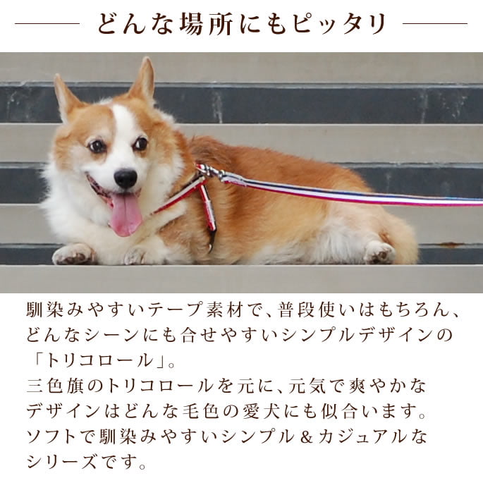 ѥϡͥASHUȥꥳ롡[ϡͥ]S