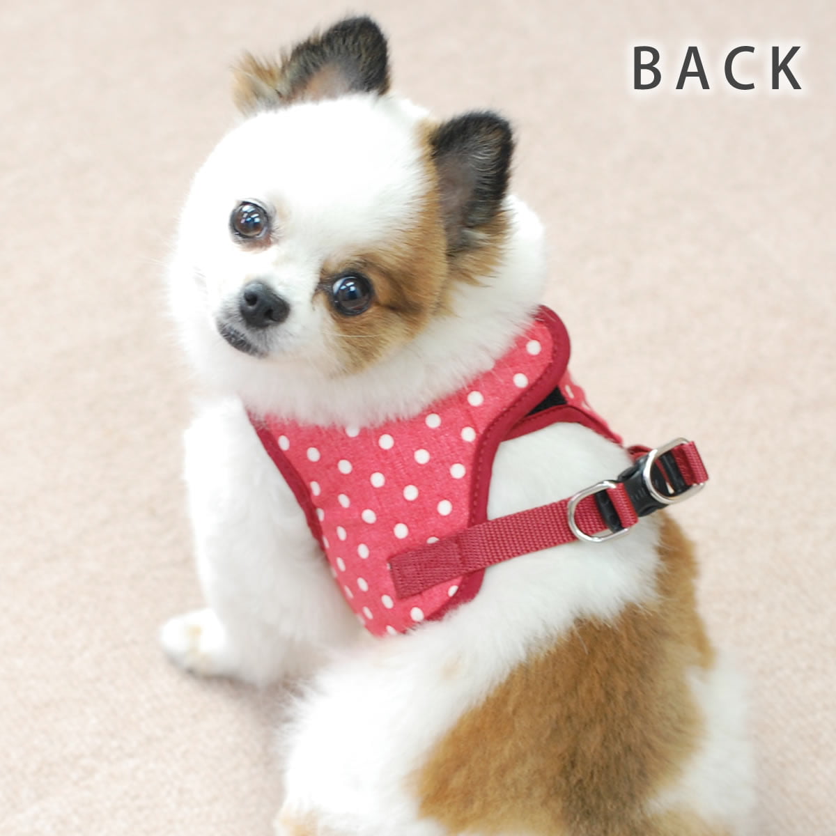 ASHU�������ϡ��ͥ���� S������(��������)�ڥ꡼�ɤ�������