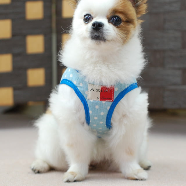 ASHU�������ϡ��ͥ���� S������(��������)�ڥ꡼�ɤ�������