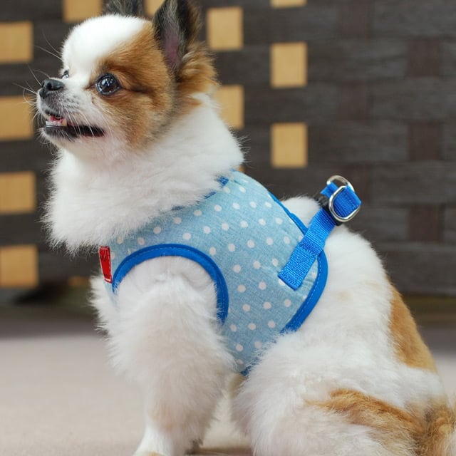 ASHU�������ϡ��ͥ���� S������(��������)�ڥ꡼�ɤ�������