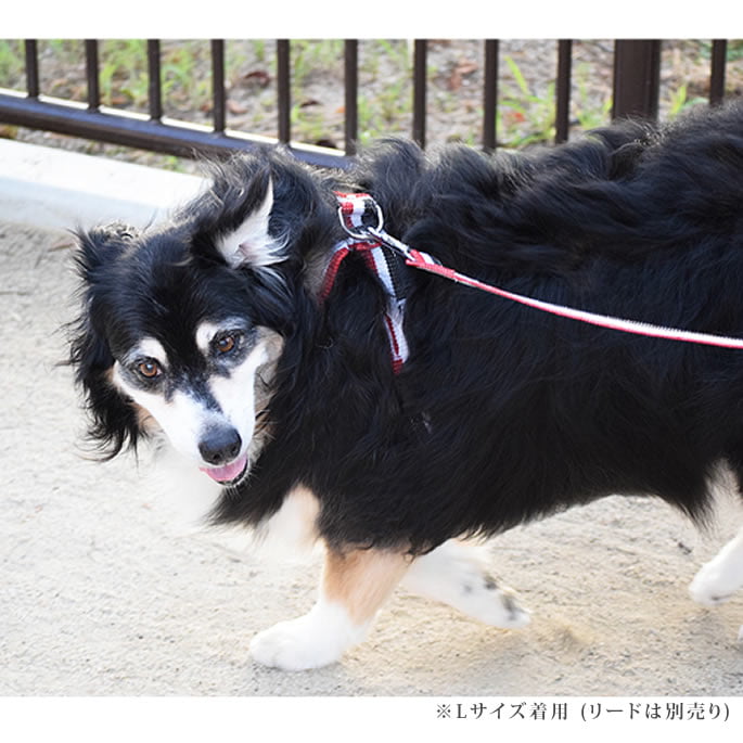 緿ѥϡͥASHUȥꥳ롡[ϡͥ]L