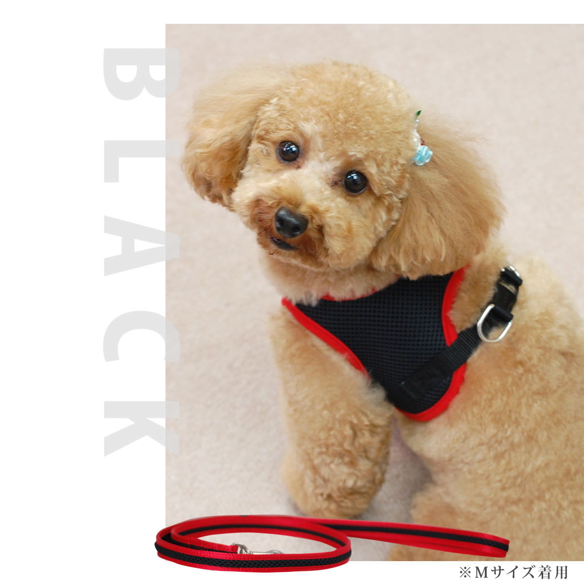 ѥ꡼ɡASHUϡͥ åѥ꡼ɡSڥϡͥ