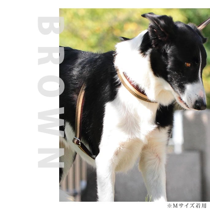 緿ѥϡͥASHUȥꥳ롡[ϡͥ]L