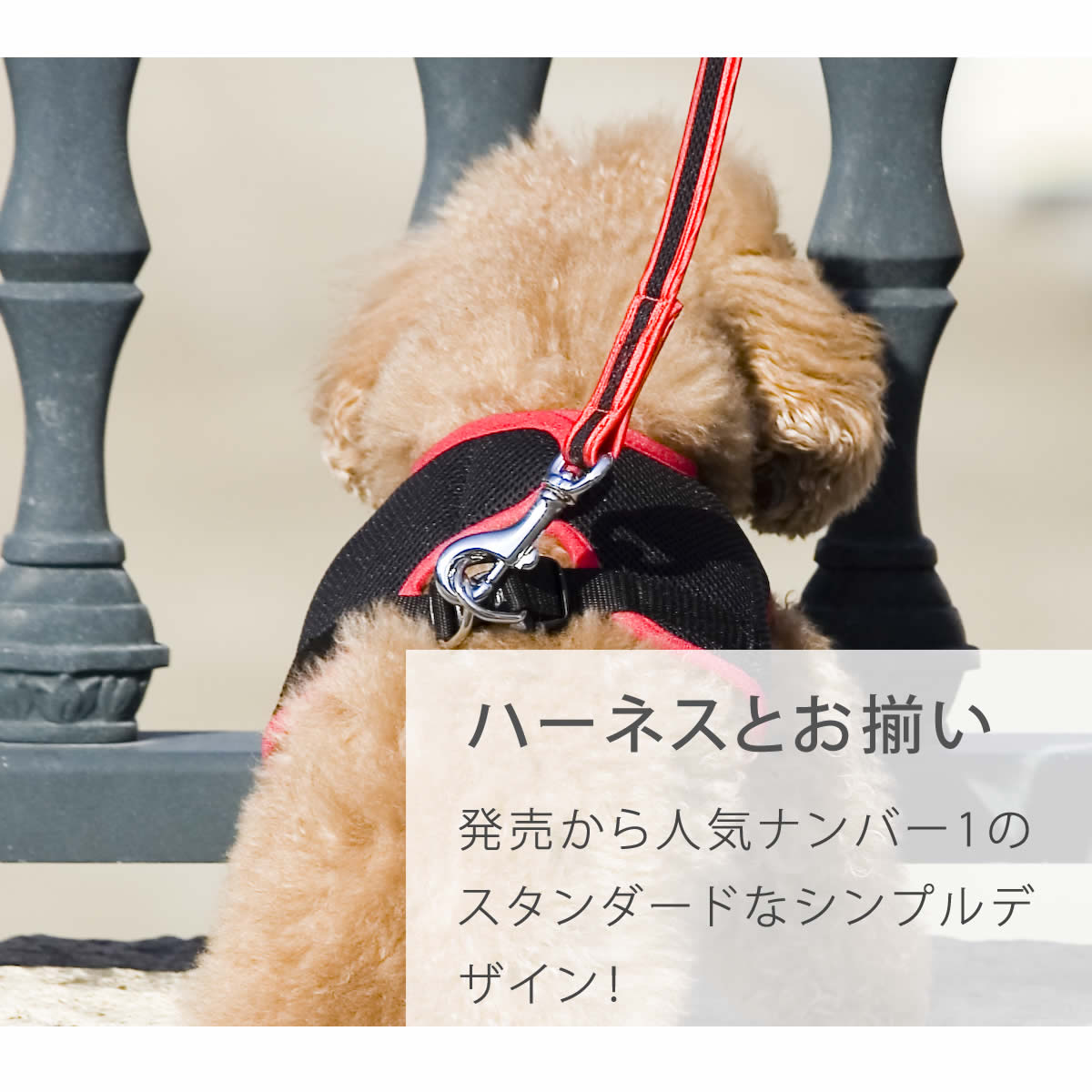 淿ѥ꡼ɡASHUϡͥ åѥ꡼ɡMڥϡͥ