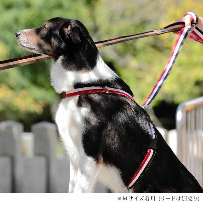 淿ѥϡͥASHUȥꥳ롡[ϡͥ]M