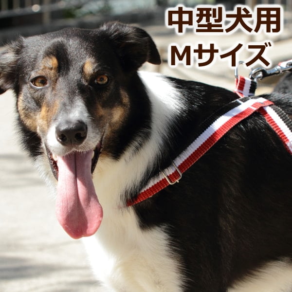 淿ѥϡͥASHUȥꥳ롡[ϡͥ]M