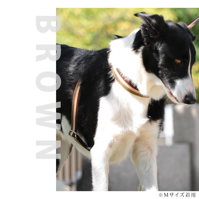 淿ѥϡͥASHUȥꥳ롡[ϡͥ]M