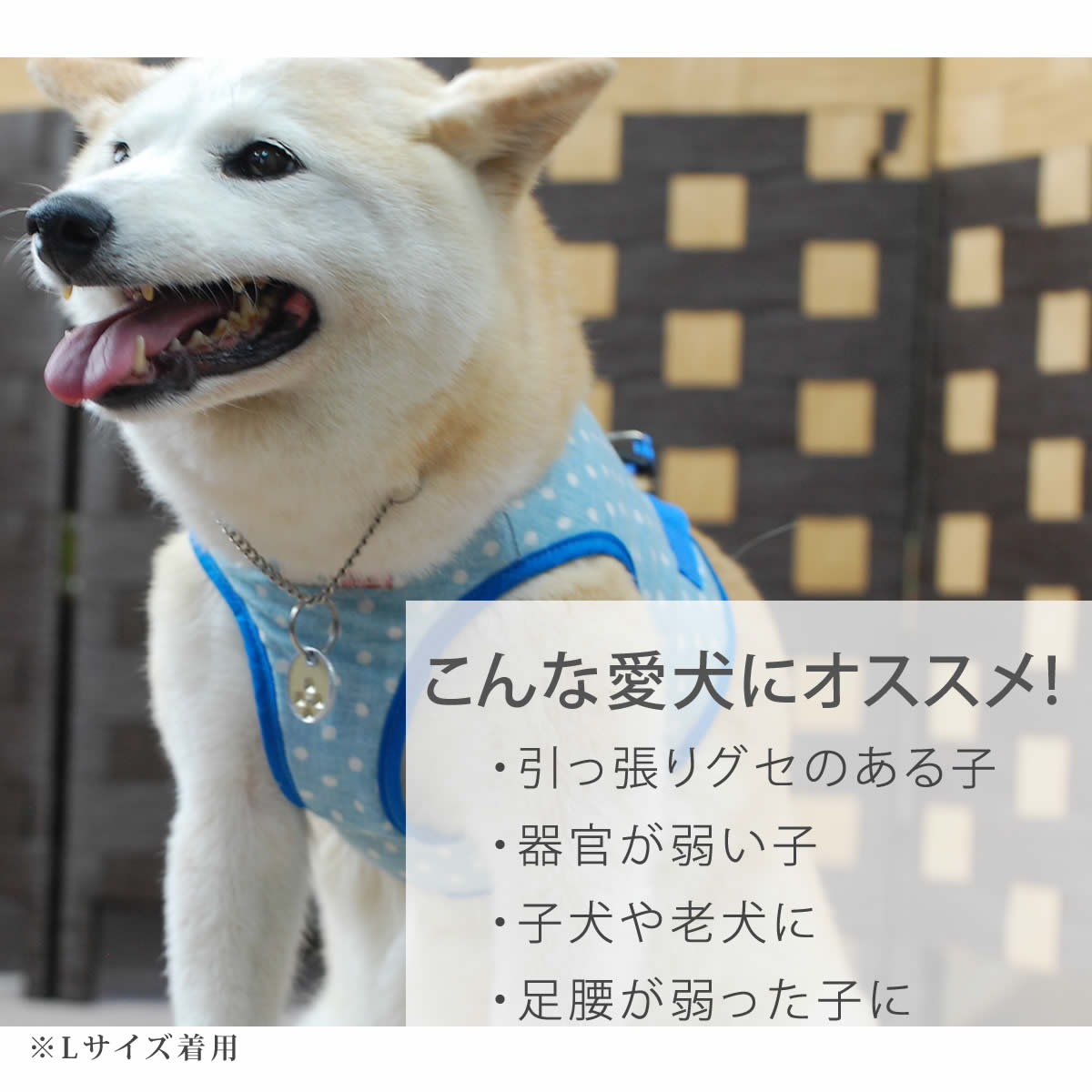 ASHU�������ϡ��ͥ� ��� L������(�淿����)�ڥ꡼�ɤ�������