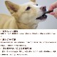 �ڸ��Ѥ���ġۥǥ����֥� �ȥ饤�ץޥ�� �������㡼����