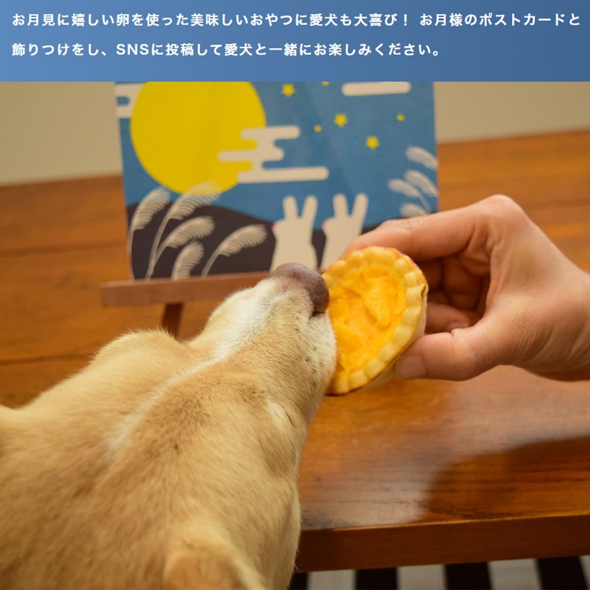 �ڴ��ָ���� ������ �������ĥ��å� �ڥϥ���ɥ��࿩Ʋ�ۡ������ء�
