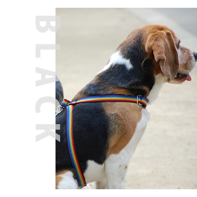 �淿���ѥϡ��ͥ���ASHU��RAINBOW���쥤��ܡ����ϡ��ͥ���M������