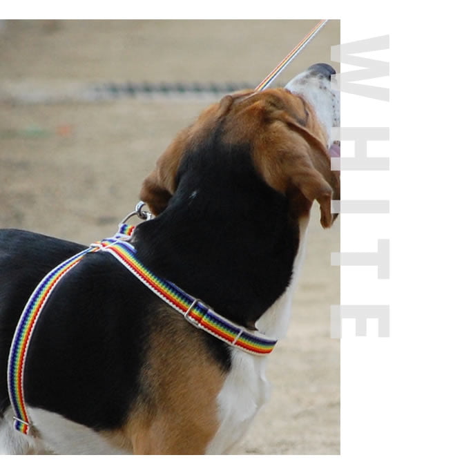 �淿���ѥϡ��ͥ���ASHU��RAINBOW���쥤��ܡ����ϡ��ͥ���M������