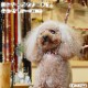 ���Ѽ��ء�ASHU���ͥ������顼�����������緿����